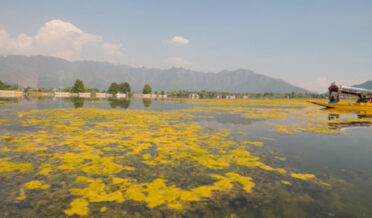 جھیل ڈل میں پائے جارہے نایاب آبی جانور کی نسلیں ختم