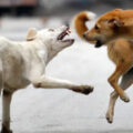 dogs