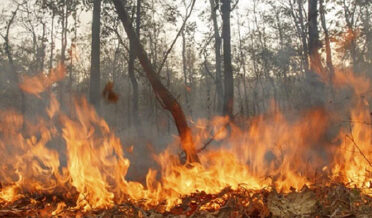 forest fire in kashmir