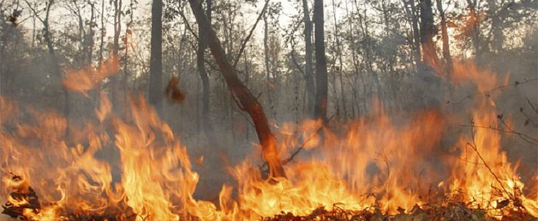 forest fire in kashmir