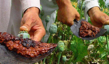 کابل میں طالبان نے افغانستان میں پوست کی کاشت پر پابندی لگادی