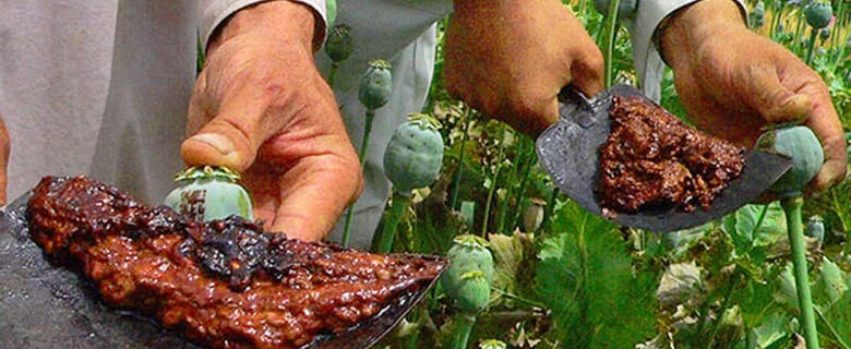 کابل میں طالبان نے افغانستان میں پوست کی کاشت پر پابندی لگادی