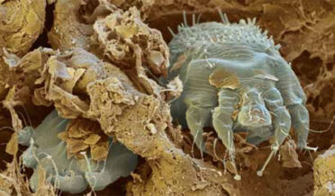 وادی میں غیر معیاری جراسیم اور سکیب کش ادویات کی چیکنگ کا سلسہ تیز