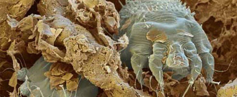 وادی میں غیر معیاری جراسیم اور سکیب کش ادویات کی چیکنگ کا سلسہ تیز