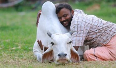 Celebrate Valentine's Day on February 14 as 'Cow Hug Day', the day to hug cows