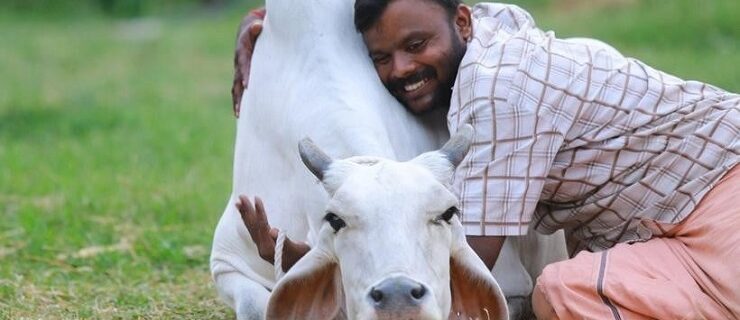 Celebrate Valentine's Day on February 14 as 'Cow Hug Day', the day to hug cows