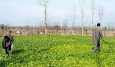 J and Kashmir Government's new initiative to promote organic farming in UT is a major step in promoting sustainable agriculture.