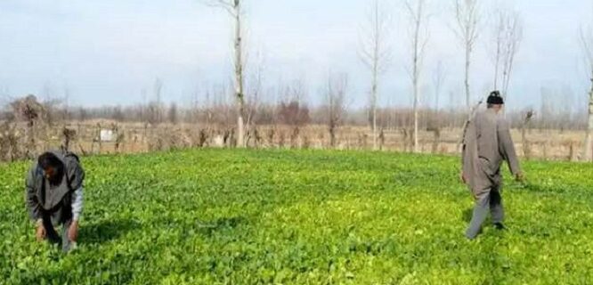 J and Kashmir Government's new initiative to promote organic farming in UT is a major step in promoting sustainable agriculture.