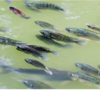 fish
