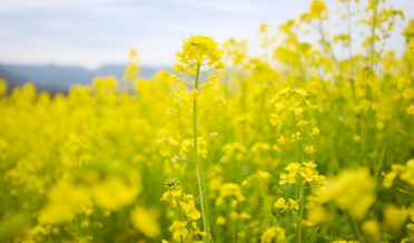 mustard oil