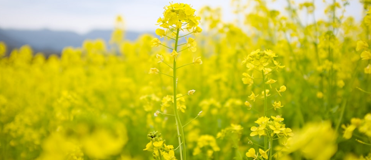 mustard oil