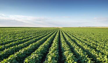 industrial-vs-sustainable-agriculture