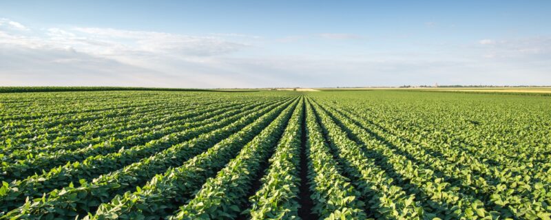 industrial-vs-sustainable-agriculture