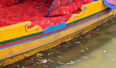 fish in dal lake