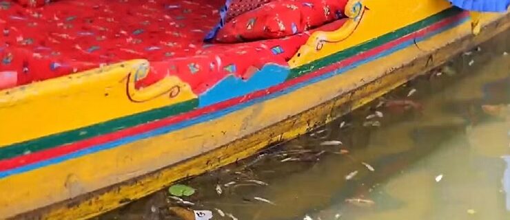 fish in dal lake