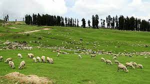 Dudh Pathri