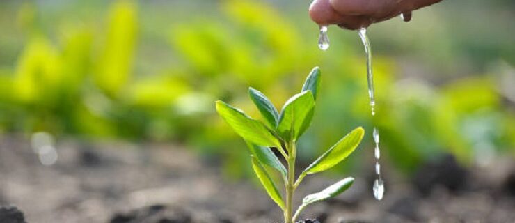 plantation