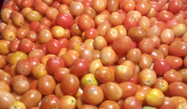 tomatoo