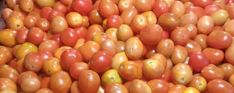 tomatoo