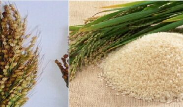 Mushqbudji Rice
