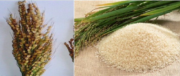 Mushqbudji Rice