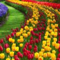 tulip-garden-srinagar