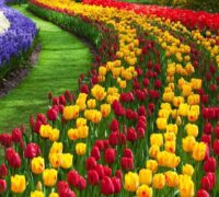 tulip-garden-srinagar