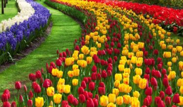 tulip-garden-srinagar