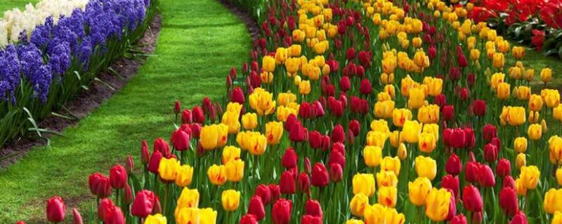 tulip-garden-srinagar