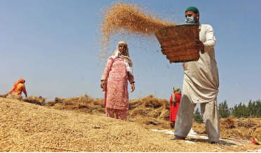 Paddy production increased by 5 to 10 percent in Kashmir
