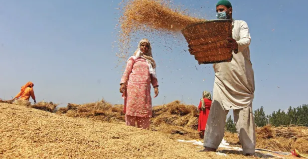 Paddy production increased by 5 to 10 percent in Kashmir