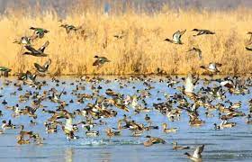 wetland birds in kashmri