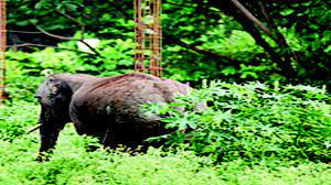 Fear and terror due to the presence of wild animals in Ashbar Nishat