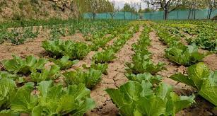 Growing trend of people towards vegetable cultivation in Jammu and Kashmir