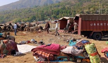 Transhumance 12,497 families, 1.56 Lakh livestock provided transport facilities from Kashmir