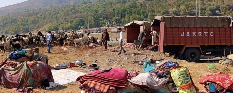 Transhumance 12,497 families, 1.56 Lakh livestock provided transport facilities from Kashmir