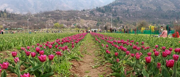 Tulip garden