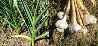 Local agricultural products from garlic to rajmah