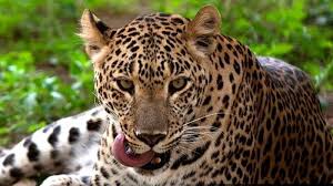 leopard