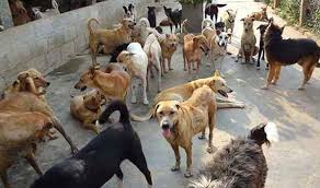 In the cities and villages of the valley, stray dogs are a bane for people