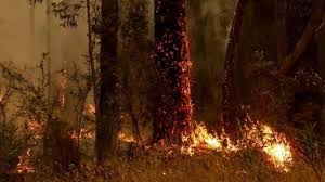 forest fire