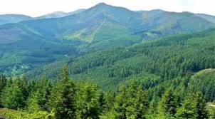 jammu kashmir forests