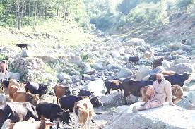 جنوبی کشمیر میں آبی ذخائر کا وجود ختم ہونے کے دہانے پر لوگوں کے ساتھ ساتھ مویشیوں کو بھی پانی کی عدم دستیابی کا سامنا