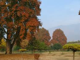 chinar tree