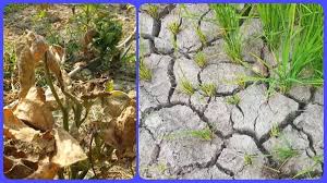 Drought Relief for Bandipora Farmers