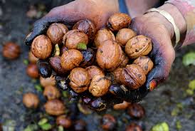 walnut in kashmir