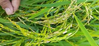 آبی اول اراضی کی ہیت تبدیل کرنے اور اس میں عمارتیں تعمیر کرنے پر مکمل پابندی