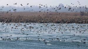 آبگاہوں کے گردونواح میں بے زبان سیاحوںکی چہچہاہٹ اورسحرانگیز بولیاں