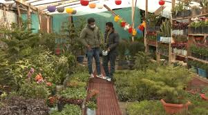 Demand for fruit and flower plants increases in Kashmir Valley