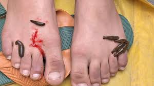 نو روزعالم کی تقریب جوش وخروش اور عقیدت کے ساتھ منائی گئی